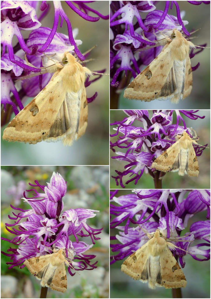 La Valle delle orchidee, Sassano e Monte San Giacomo 9 e 10 maggio 2015